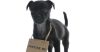 Cute puppy