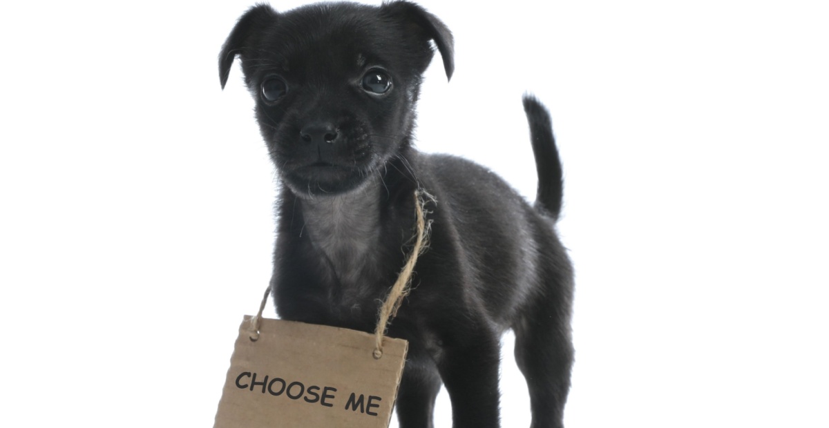 Cute puppy