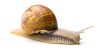 Snail