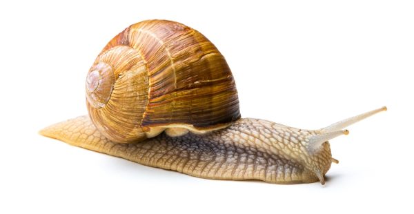 Snail